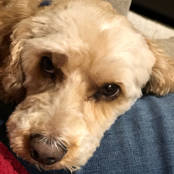 Meet your Posher, Andrea - Picture 1 of 1